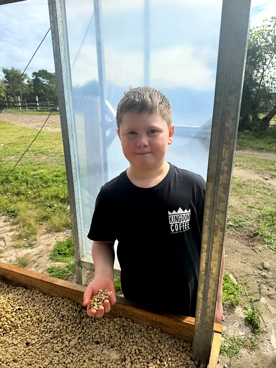 A young visitor holding a handful of green coffee beans at the drying beds