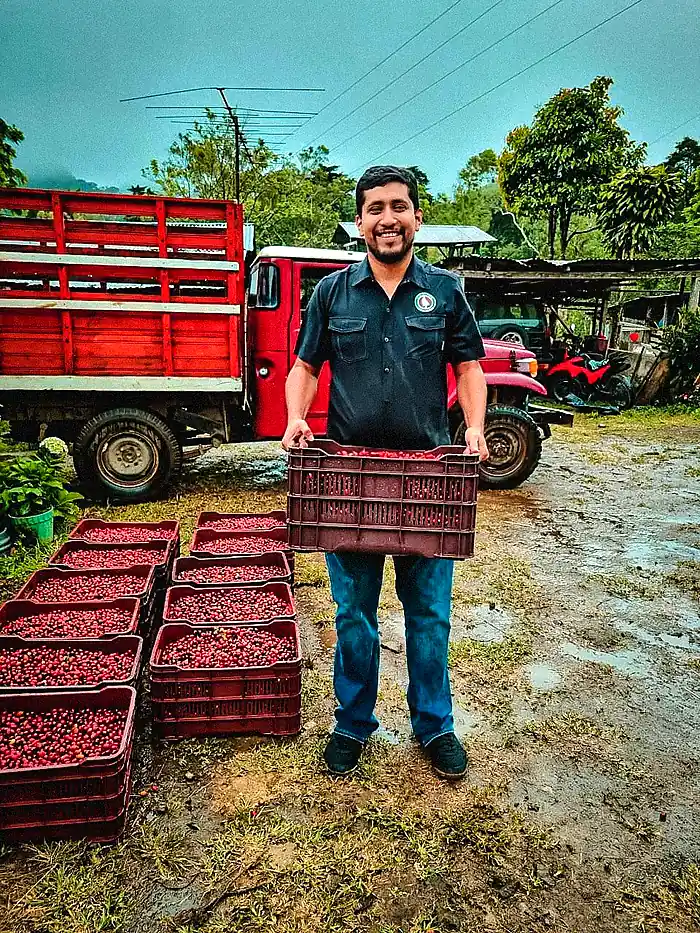 A farm worker holding a crate of red coffee cherries, filled crates and the truck behind him