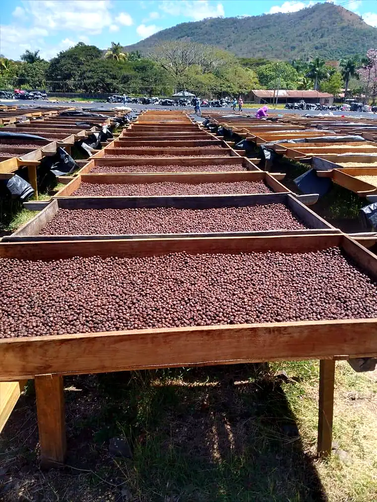 Rows of raised wooden drying beds spread with coffee, hills rising behind the farm