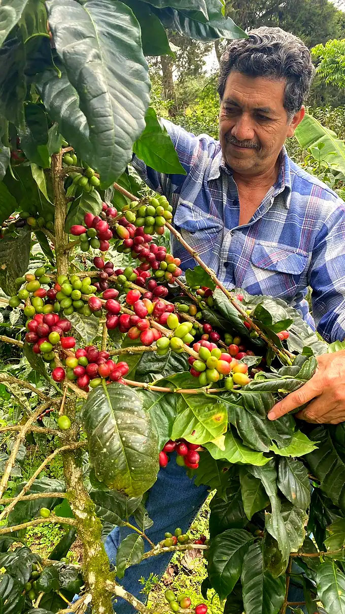 A grower in a plaid shirt checking ripening cherries on the branch
