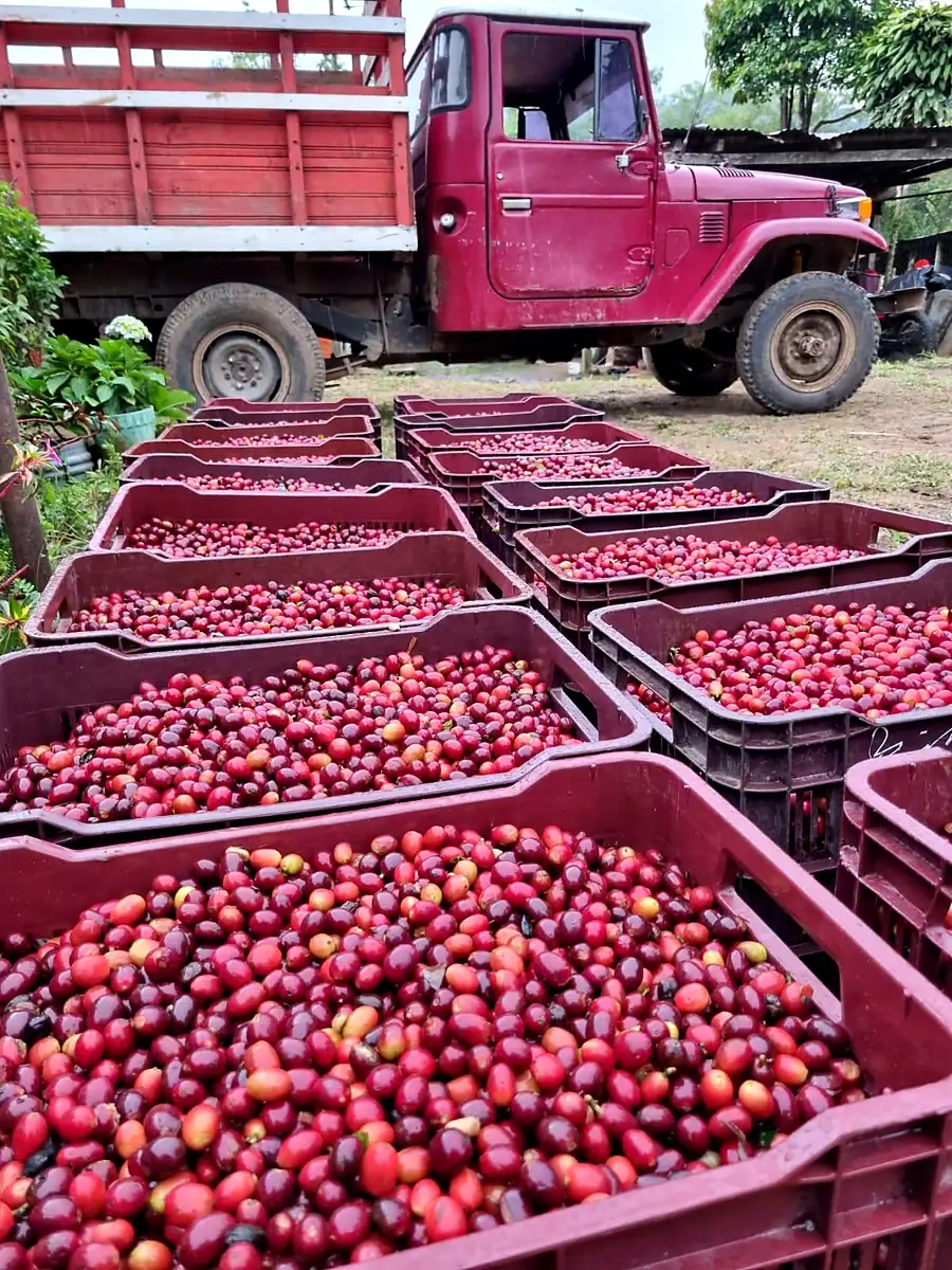 Crates of freshly picked red coffee cherries stacked beside a farm truck at harvest