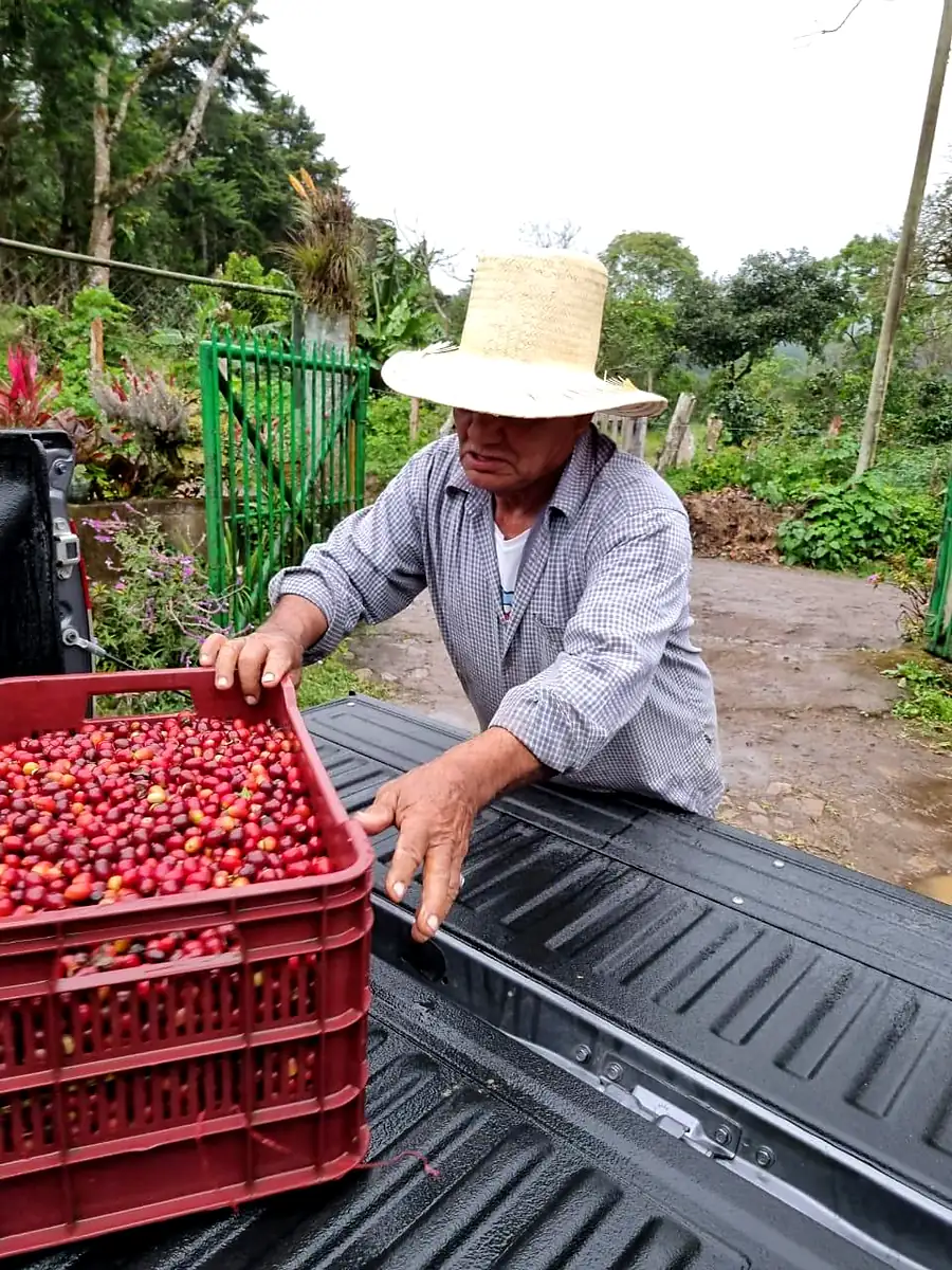 A grower in a straw hat lifting a crate of freshly picked cherries into the back of a truck