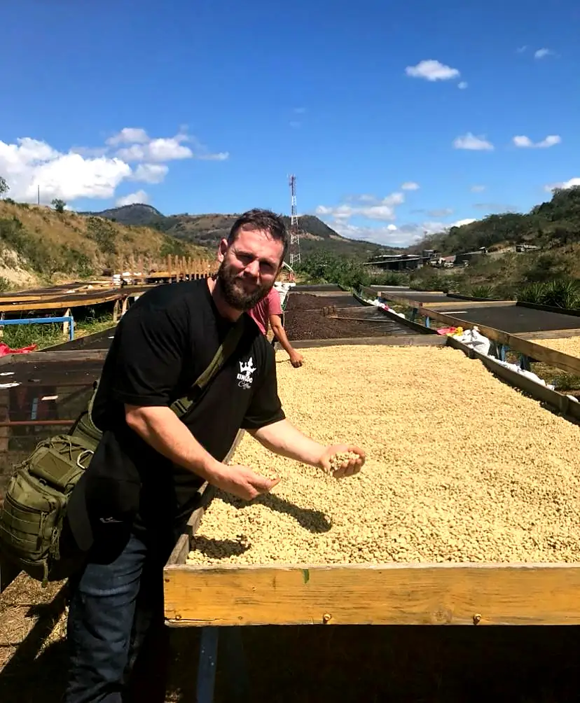 A farm worker leaning over a raised bed, turning the drying coffee by hand