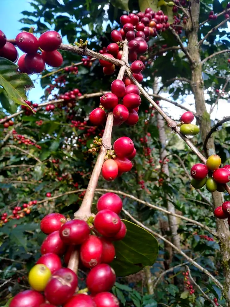 Ripe red coffee cherries hanging in clusters on the branch