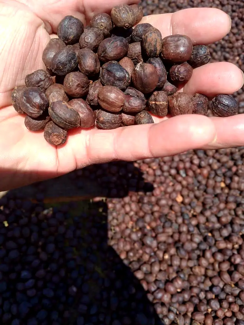 A handful of sun-dried coffee cherries held above the drying bed