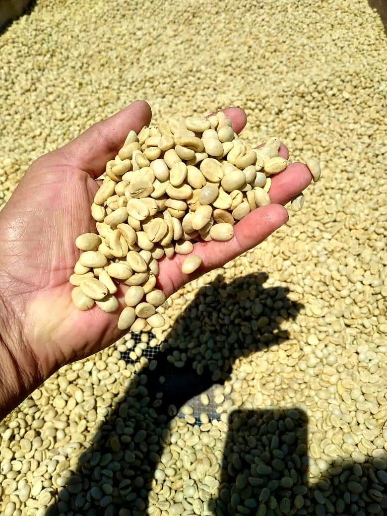 A handful of clean green coffee beans ready for export