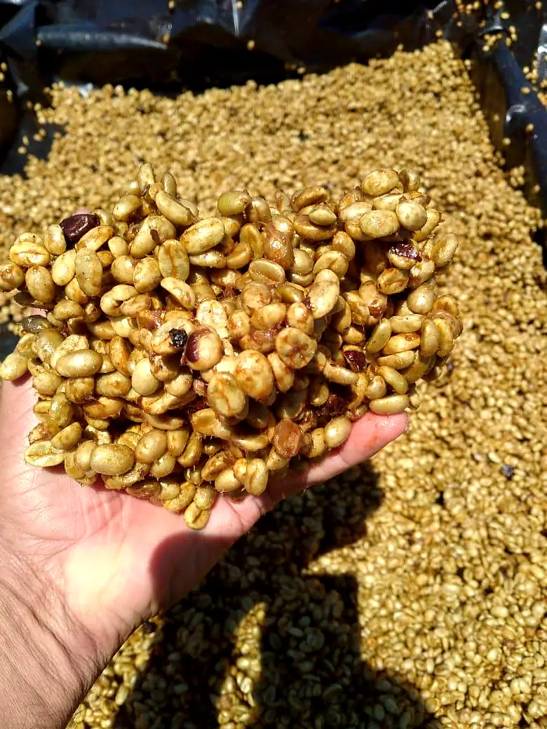 A handful of coffee beans still in their pale parchment layer